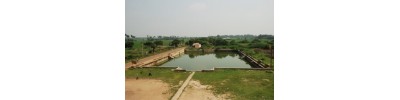 தென்குடி திட்டை
